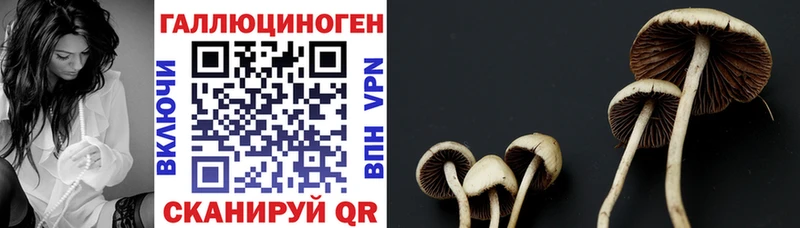 как найти закладки  Крым  Псилоцибиновые грибы Psilocybe 
